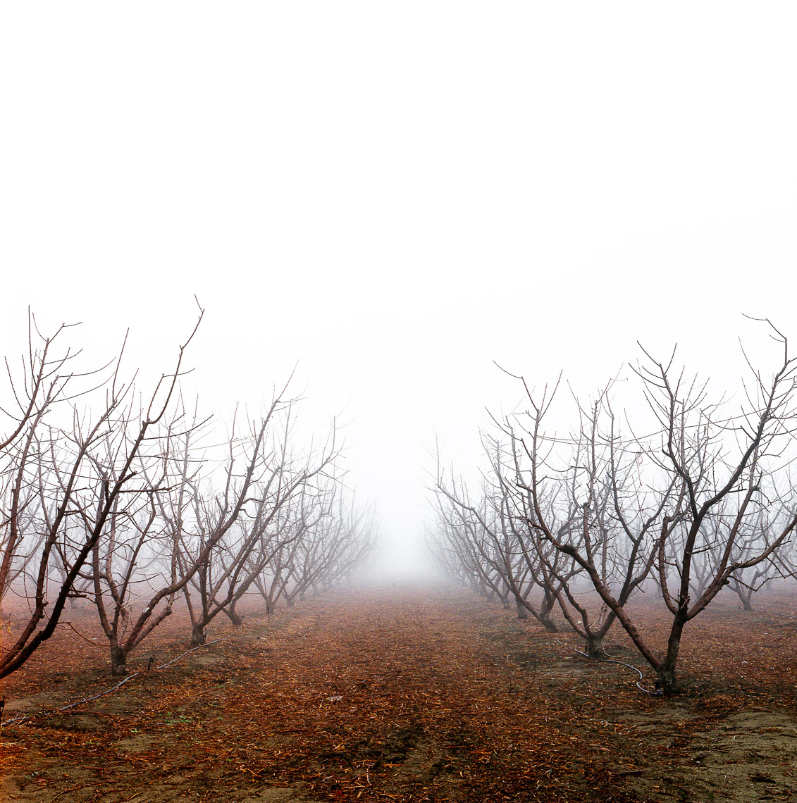  73 fog trees